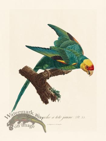 Barraband Parrot 033